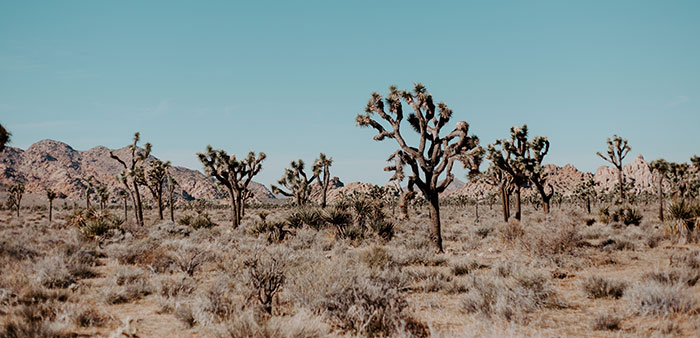 joshua-tree-national-park